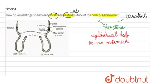 etween dorsal and ventral surface of the body of earthworm_Cut