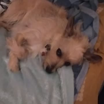 Goodnight 🥱🐕🌨️