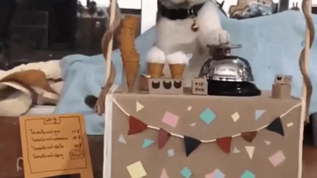 Cute Cat Gif! 🥰💗🐈