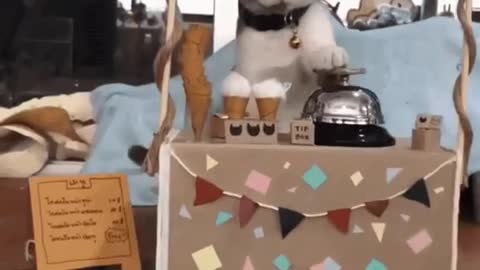 Cute Cat Gif! 🥰💗🐈