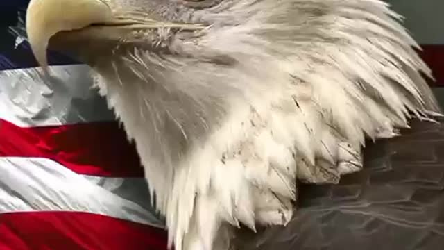 End The Endless 🇺🇸