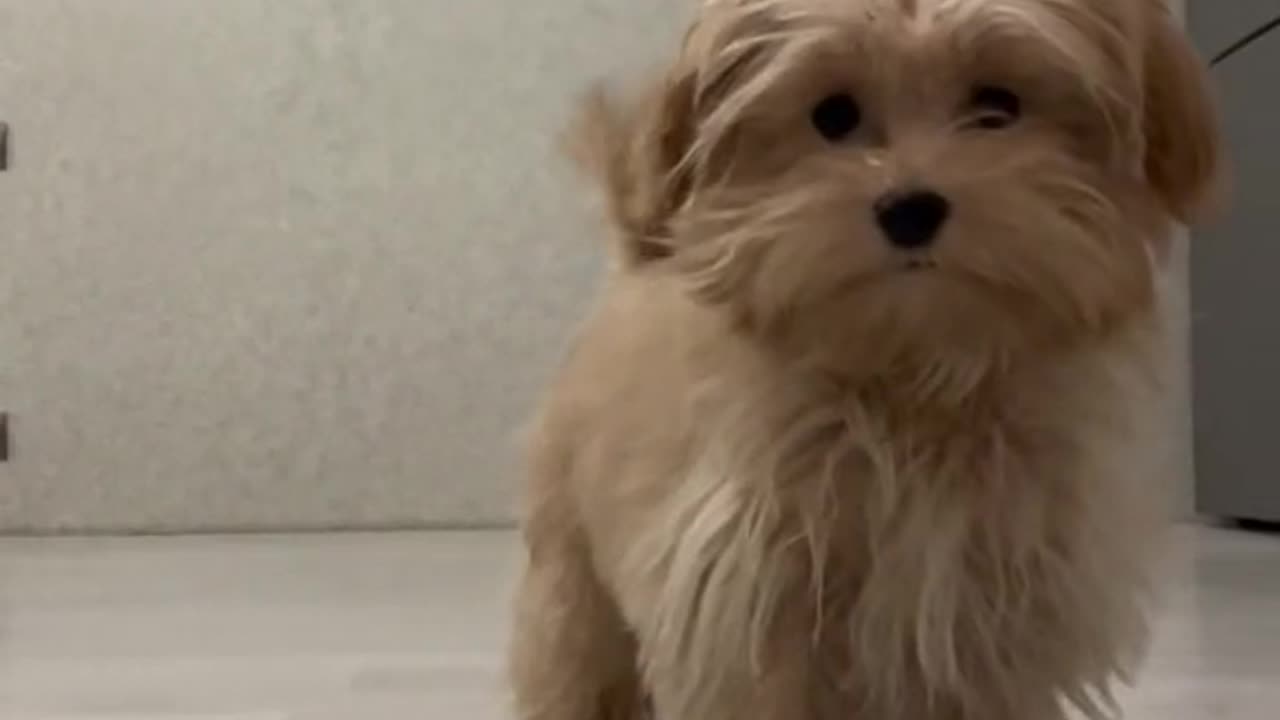 Cute dog playing with the camera