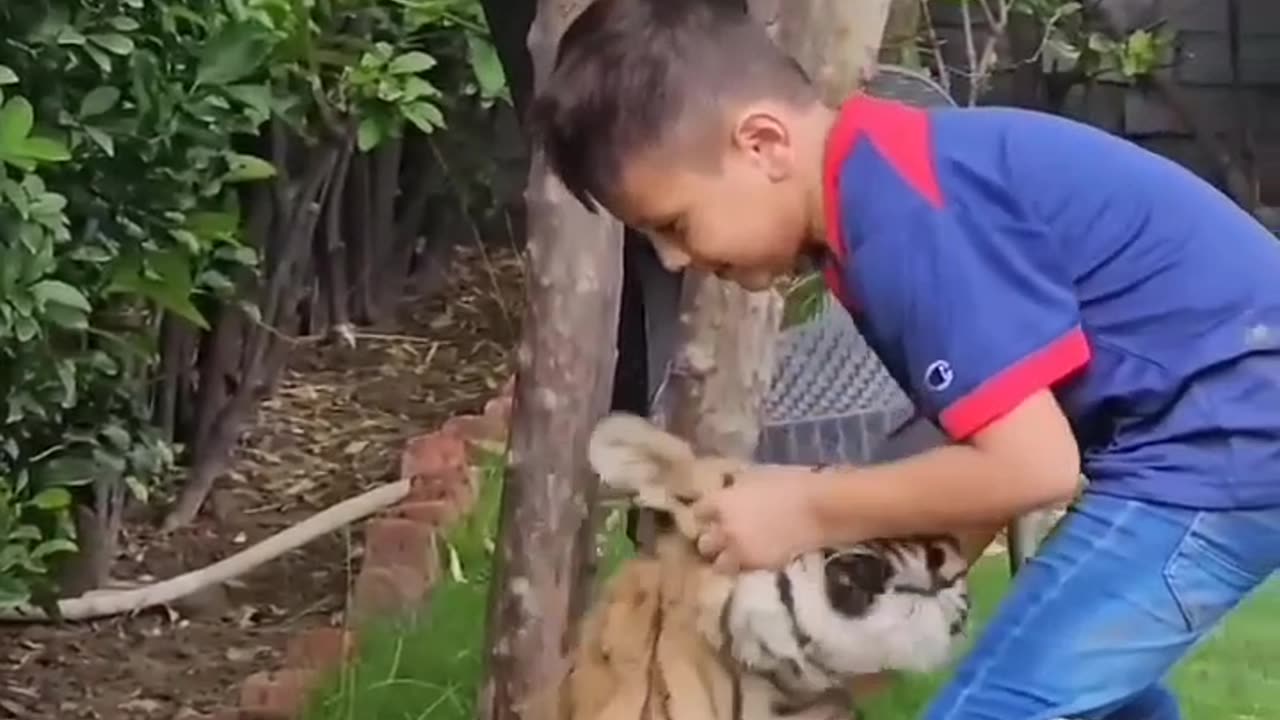 Tiger video