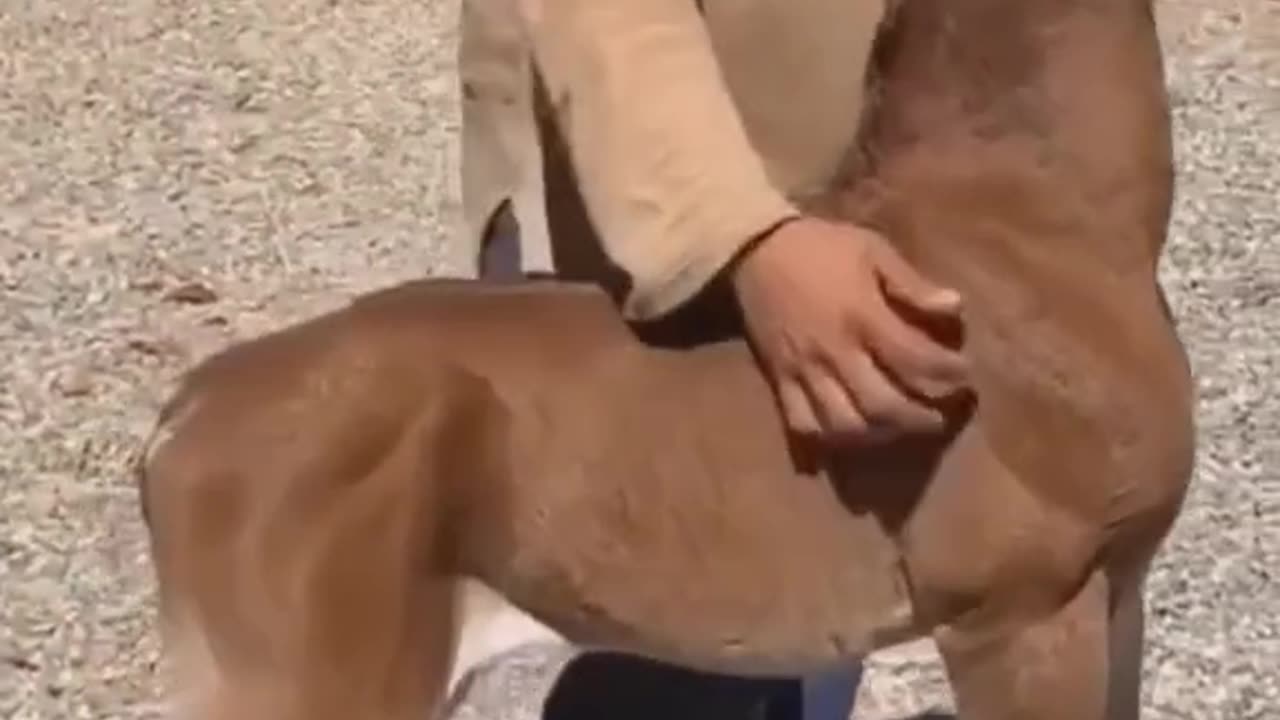 Naughty Baby horse