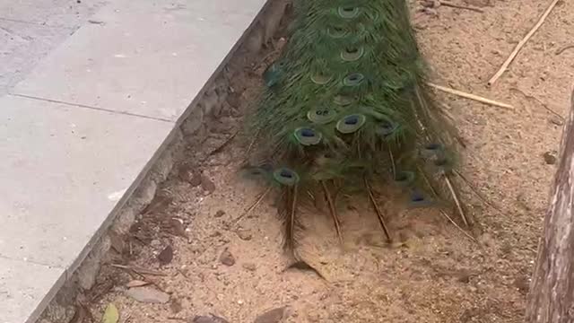 Colorful Peacock