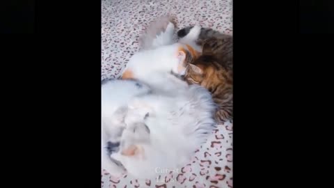 Cute baby Cats and Dogs video make you Relax 💗