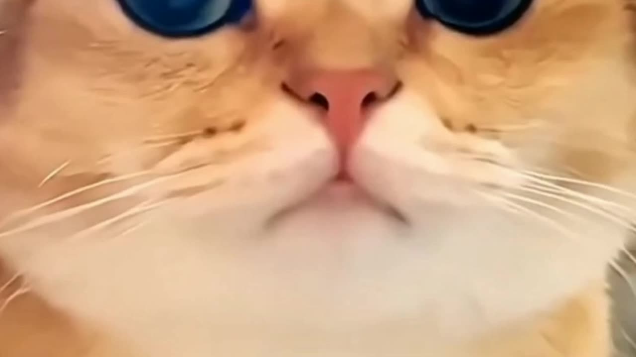 Funny Cats