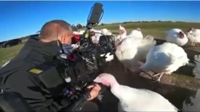 Chickens laughing at a man after biting him😂🐔