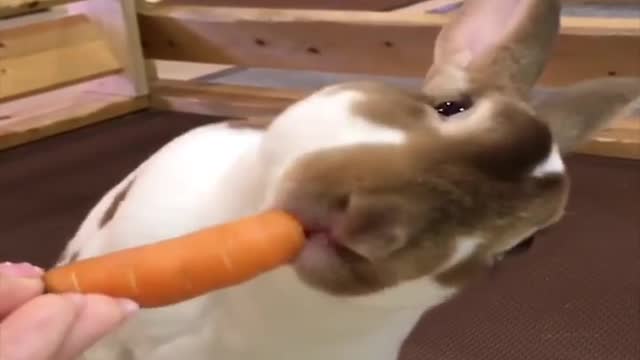 Funny and Cute Baby Bunny Rabbit Videos - Baby Animal Video Compilation-4