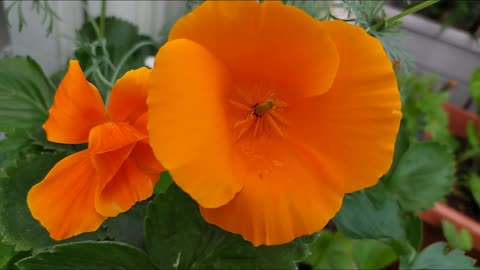 California poppy