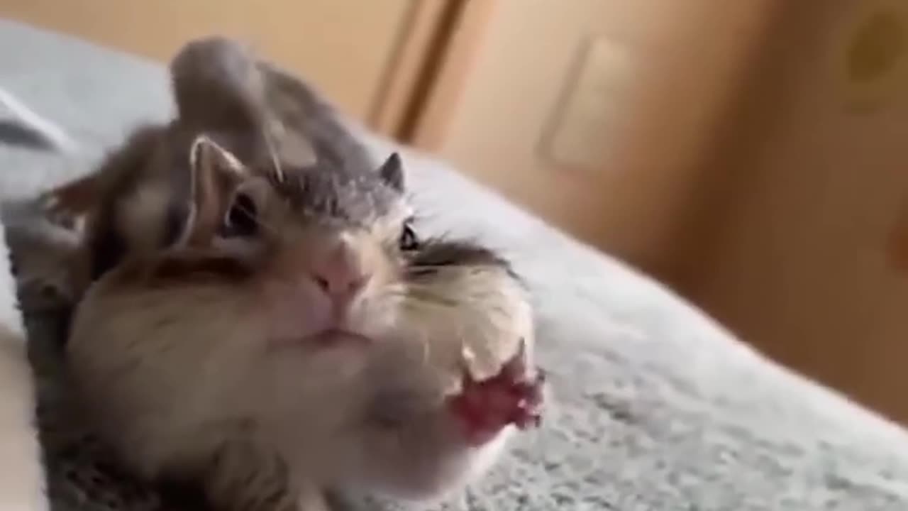 Funny pet shoot video