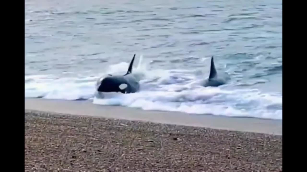 Orca whale - killer whale