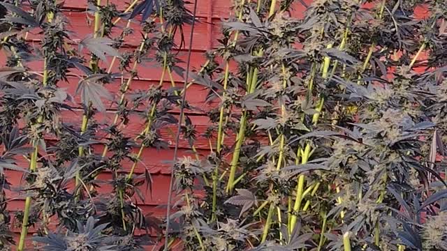 Final greenhouse grow