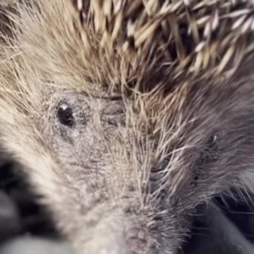 🤔SHORTEST VIDEO ON RUMBLE?