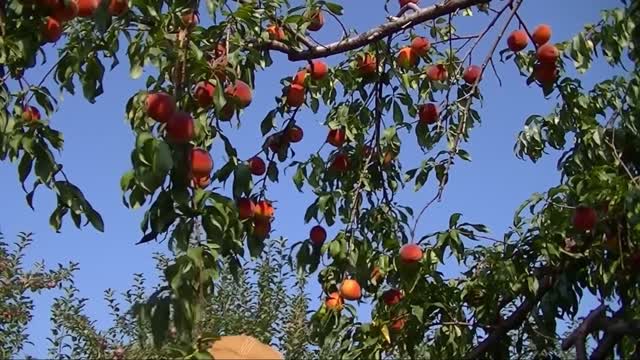 Picking Peaches