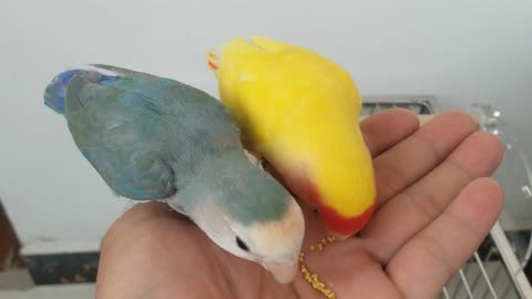 A very beautiful pair of peony parrots, also called love birds, are hand-raised and sticky! ! !