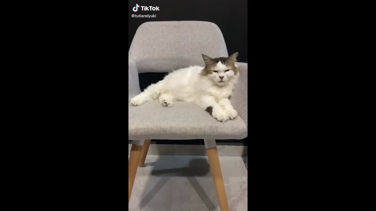 New Funny Animals, Funniest Cats and Dogs Videos 24