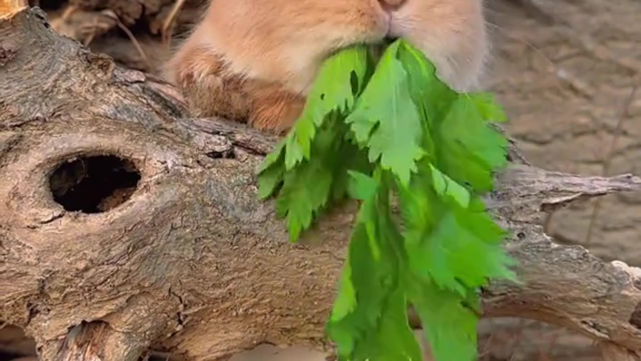 Rabbit 🐰 enjoy coriander leaves 😋 in garden