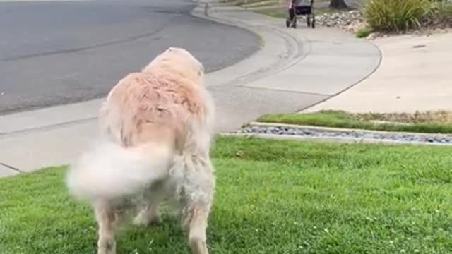 Every morning this senior dog waits for her