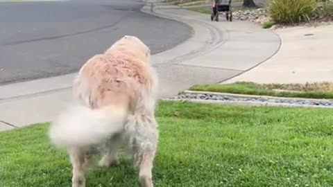 Every morning this senior dog waits for her