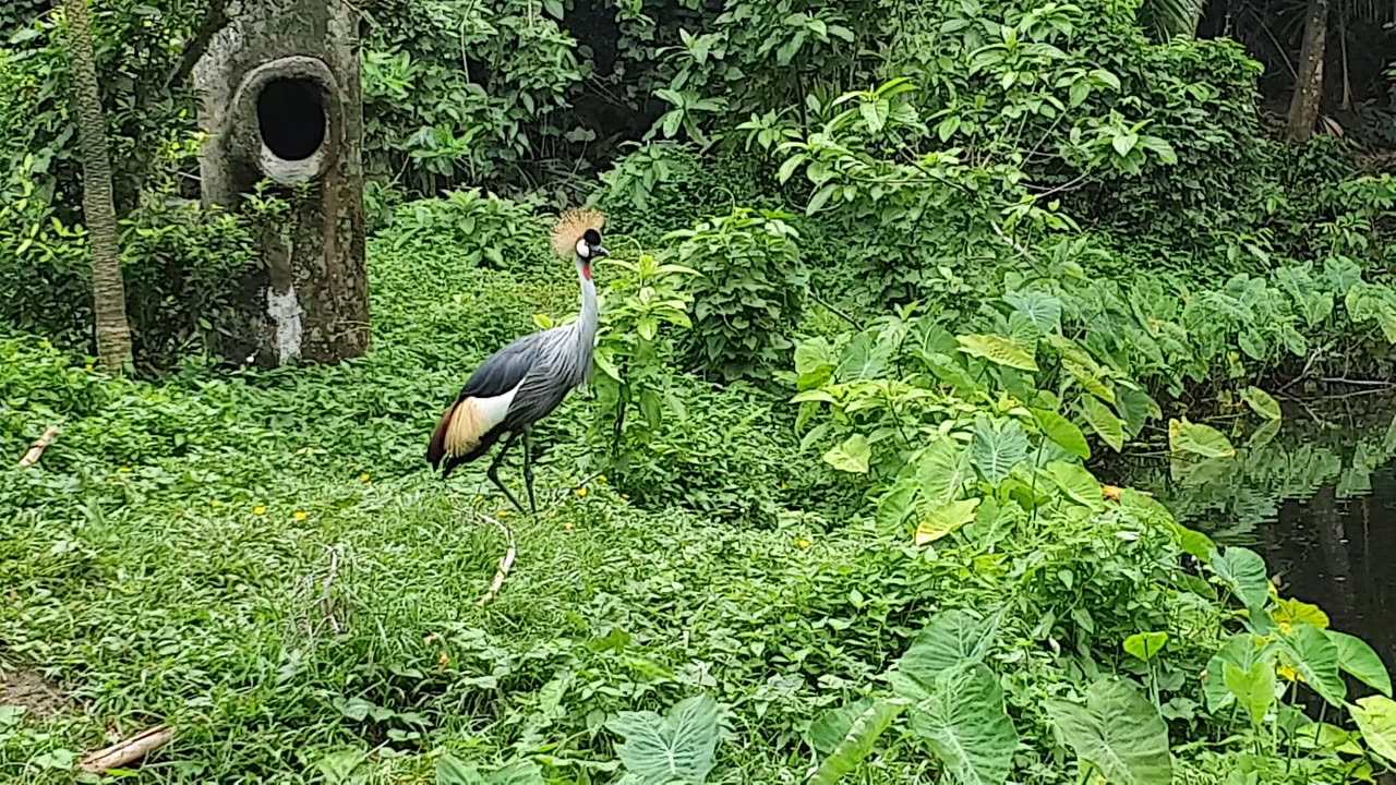 Malaysia Zoo Top Animals / Birds are here