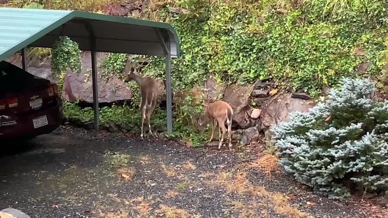 Deer π¦ fawn π¦ NW NC at The Treehouse π³ Good Sunday Morning from the crew β€οΈ βοΈ πΊπΈ