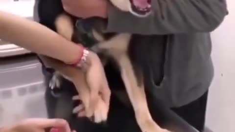 The king of the drama