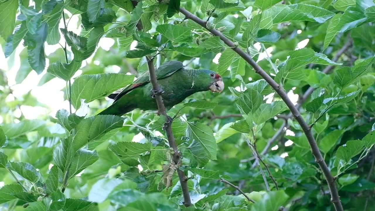 Wild Feral breed parrot feasting on mullberries!!