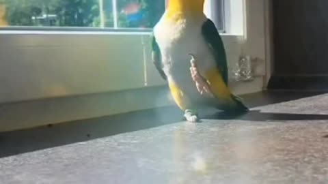 So Funny Video This Parrot Dances Like Michael Jackson