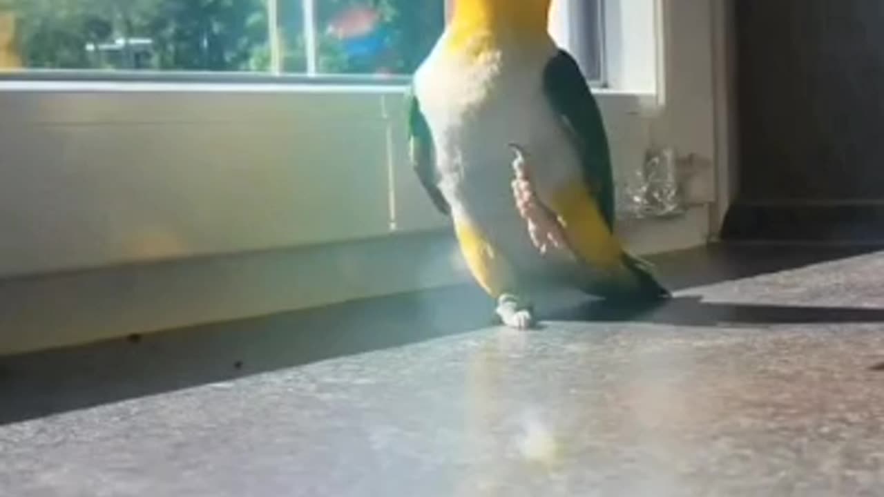 So Funny Video This Parrot Dances Like Michael Jackson