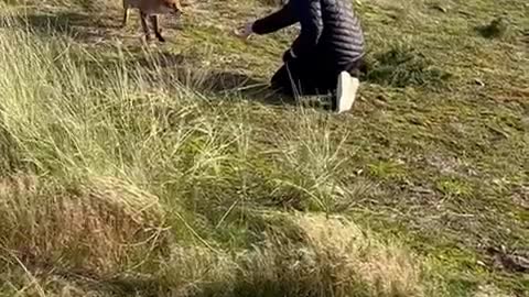 Girl Feeds Wild Fox