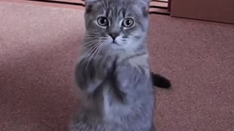 Cute Cat Gif