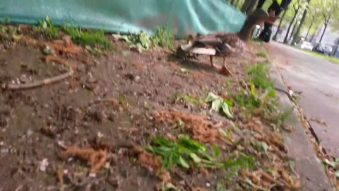 German police helps ducks