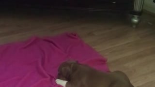 puppies playing with toddler