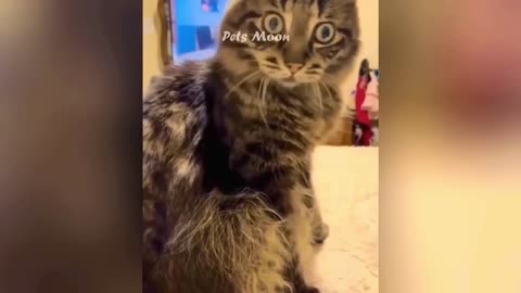 Funniest Animals 😅 New Funny Cats and Dogs Videos 😹🐶port 2