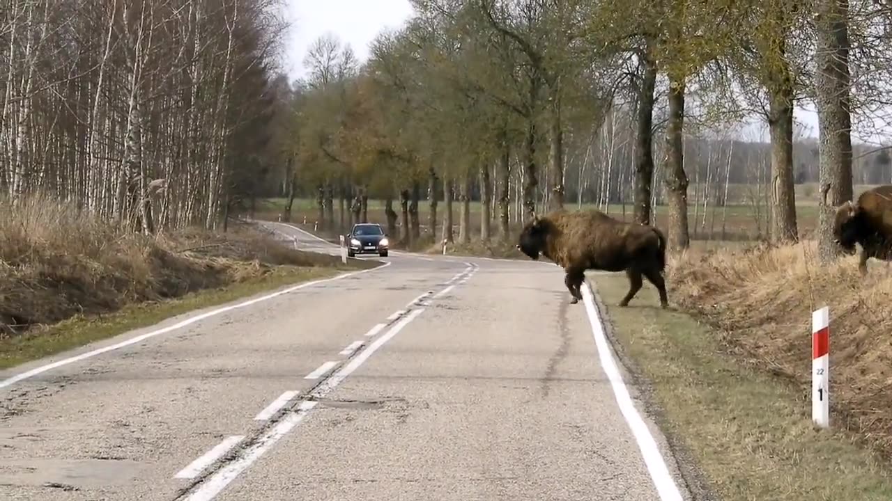 Great to see healthy herd of around 100 European Bisons crossing the road in Poland