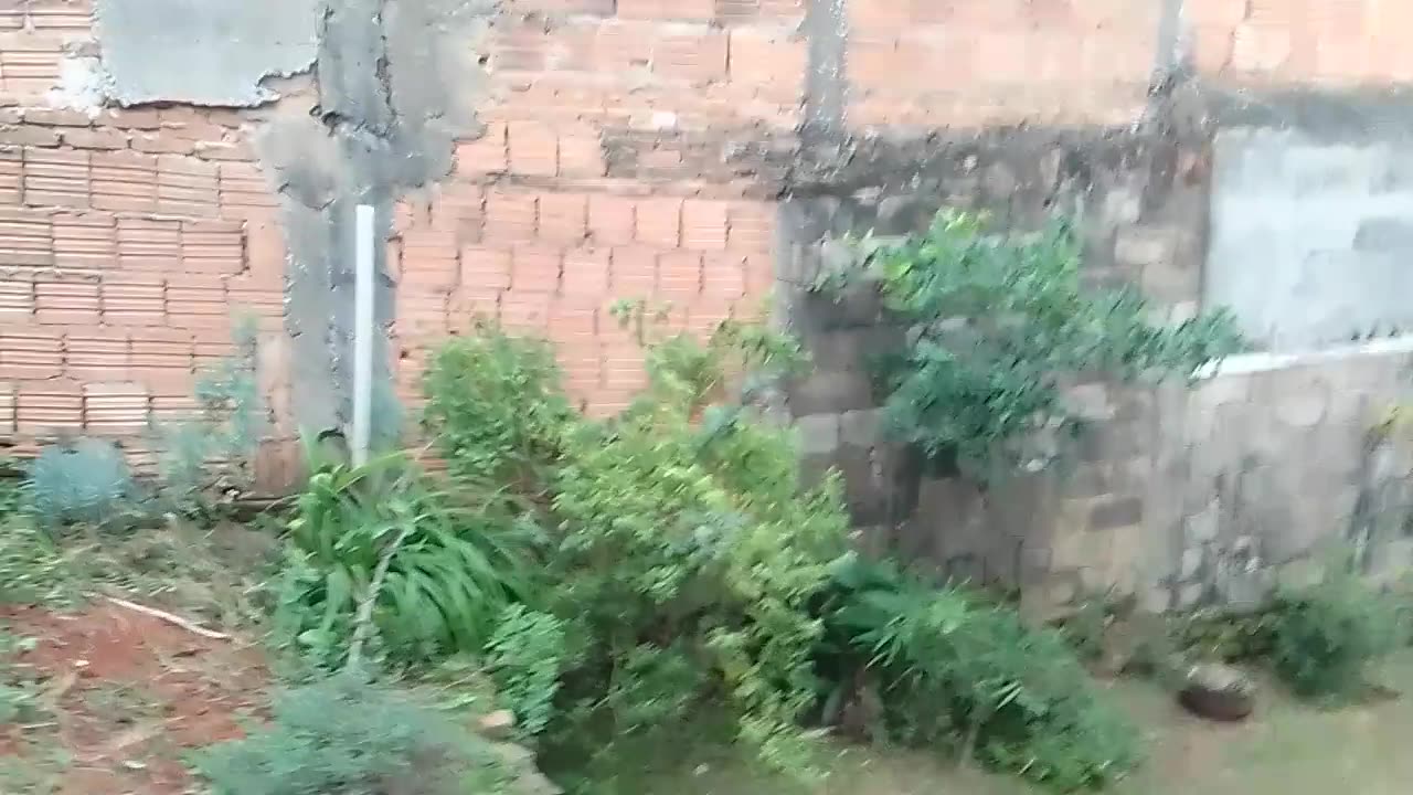Pimenta curtida na cachaça pitu, e de garrafão.