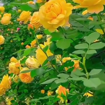 Pet Cats Beautiful Bird And Animal 4K HD Adorable Photography By Nature.