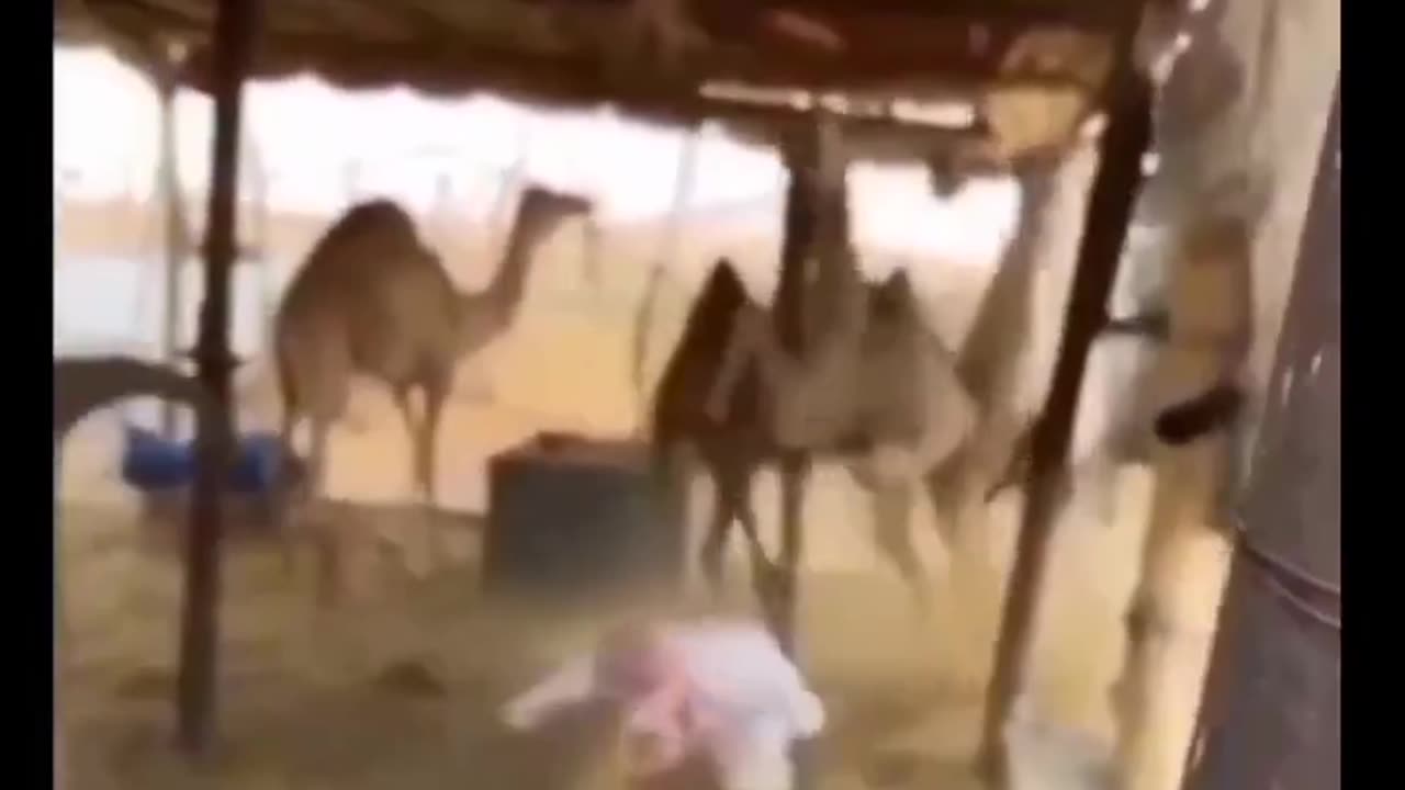 Funny video 😅😅😅