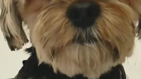 Doctor dog#shorts