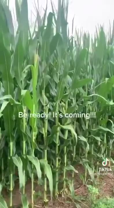 DEPOPULATION AGENDA Planning to starve us to death Reminder.