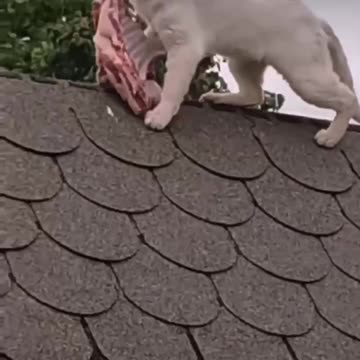 Who's got the beef, I've got it