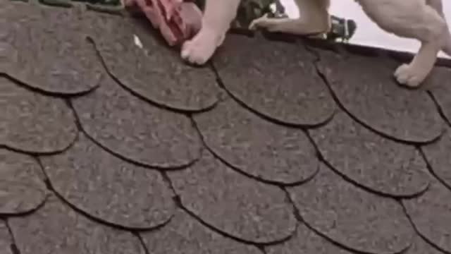 Who's got the beef, I've got it