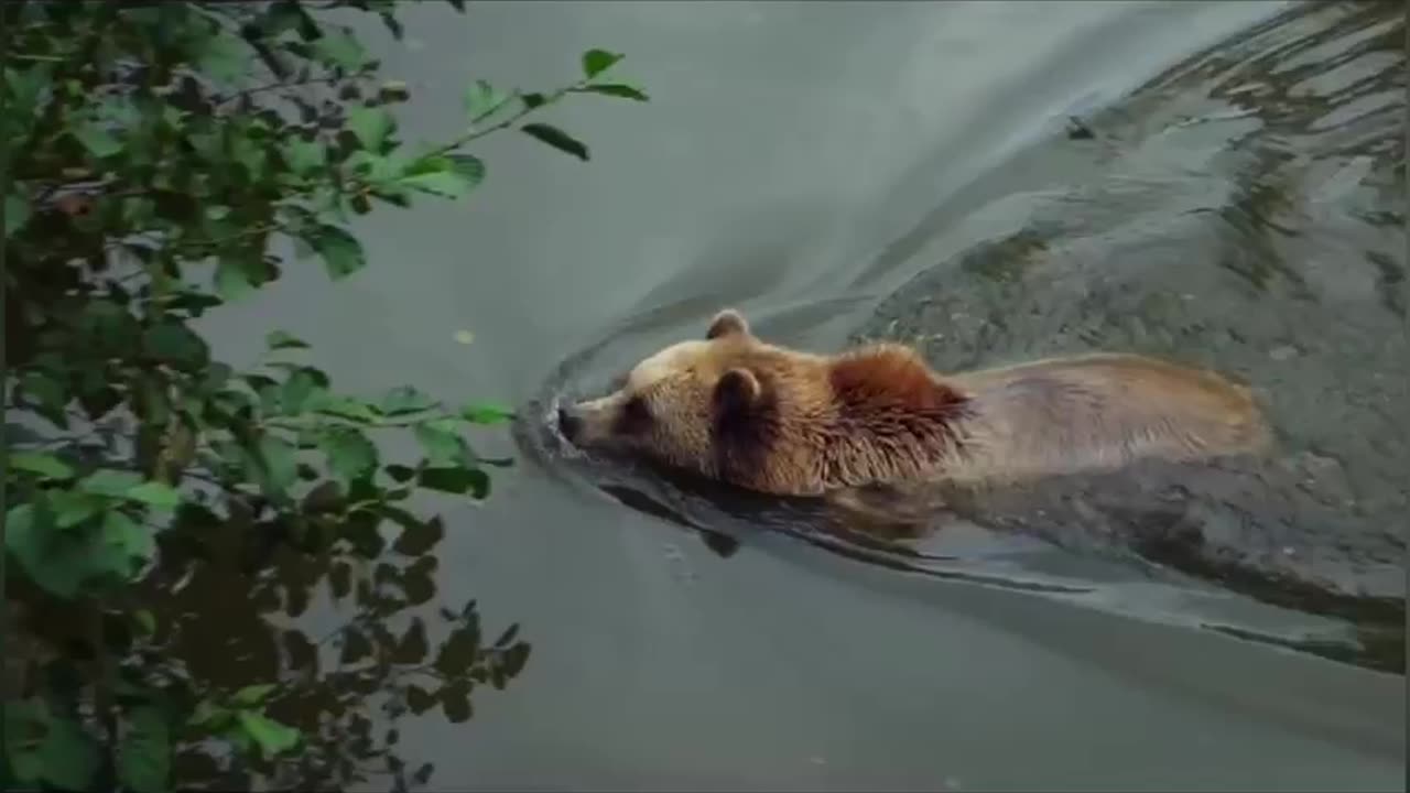 Brown Bear