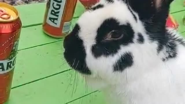 Have you ever seen the Baboon bunny eating chips and drinking Coca-Cola?