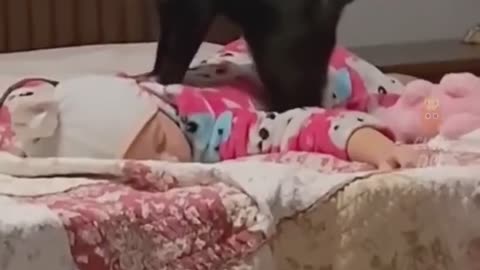 Heartwarming Cat Comedy: Hilarious Moments That Will Capture Everyone's Attention!"