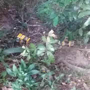 2.11.2024 Anzac Park Kuranda