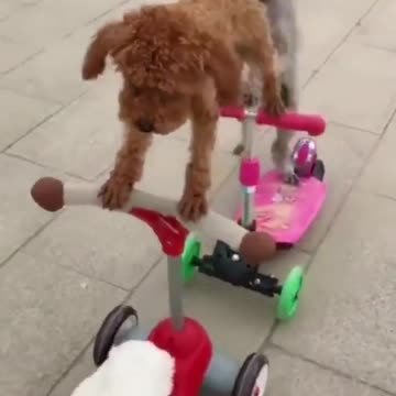 When We Ride Out🤓|Funny Pets