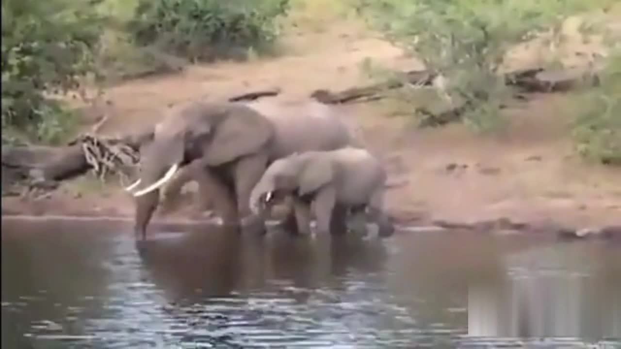 Crocodile attacks elephants