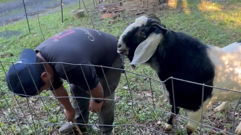 Goat Flirts To Prevent Fence